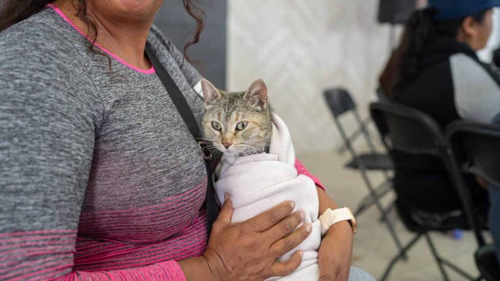 ¡Pachuca tendrá su primer hospital veterinario!