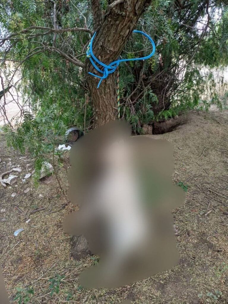 Hallan perrita ahorcada y con señales de abuso en cerro de Mineral de la Reforma; ciudadana exige justicia