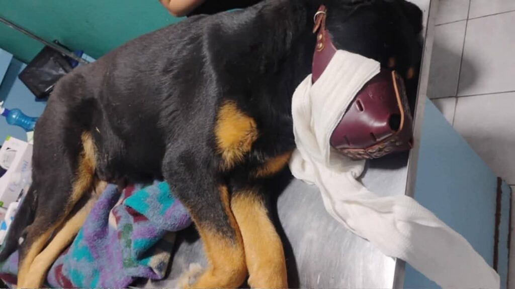 Justicia para Gabin, perrito agredido a tubazos en Hidalgo; sufrió fracturas en columna, cadera y patitas